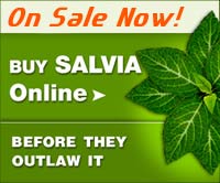 Buy Fresh Salvia
